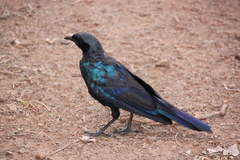 Lamprotornis australis