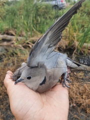 Streptopelia tranquebarica humilis