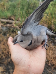 Streptopelia tranquebarica humilis
