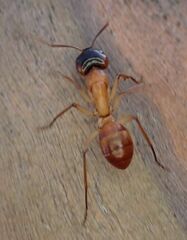 Camponotus nigriceps