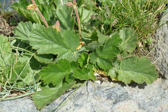 Geum montanum