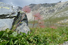 Geum montanum