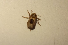 Pseudeuparius