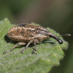 Larinus ursus