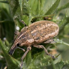 Larinus ursus