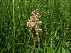 Orobanche caryophyllacea
