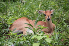 Raphicerus campestris campestris