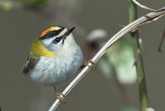 Regulus ignicapilla ignicapilla