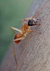 Camponotus nigriceps
