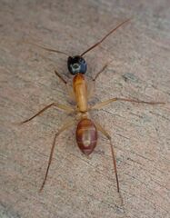 Camponotus nigriceps