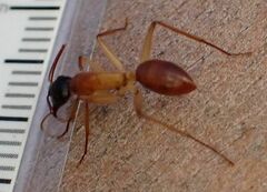 Camponotus nigriceps