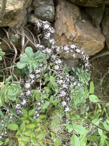 Aeonium castello-paivae