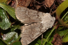 Agrotis simplonia