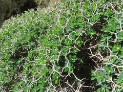 Euphorbia acanthothamnos