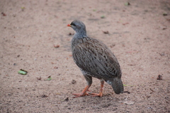 Pternistis natalensis