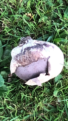 Calvatia lilacina
