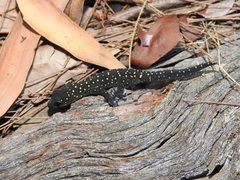 Oedura tryoni
