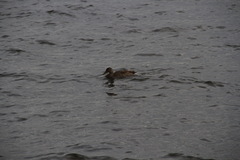 Anas platyrhynchos