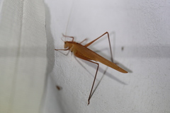 Polichne