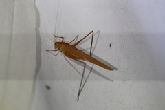 Polichne