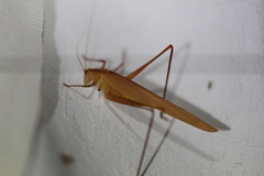 Polichne