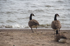 Branta canadensis