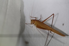 Polichne