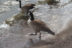 Branta canadensis