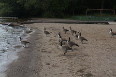 Branta canadensis