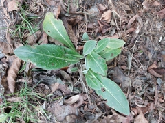 Stachys byzantina