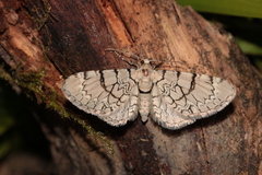 Eupithecia venosata