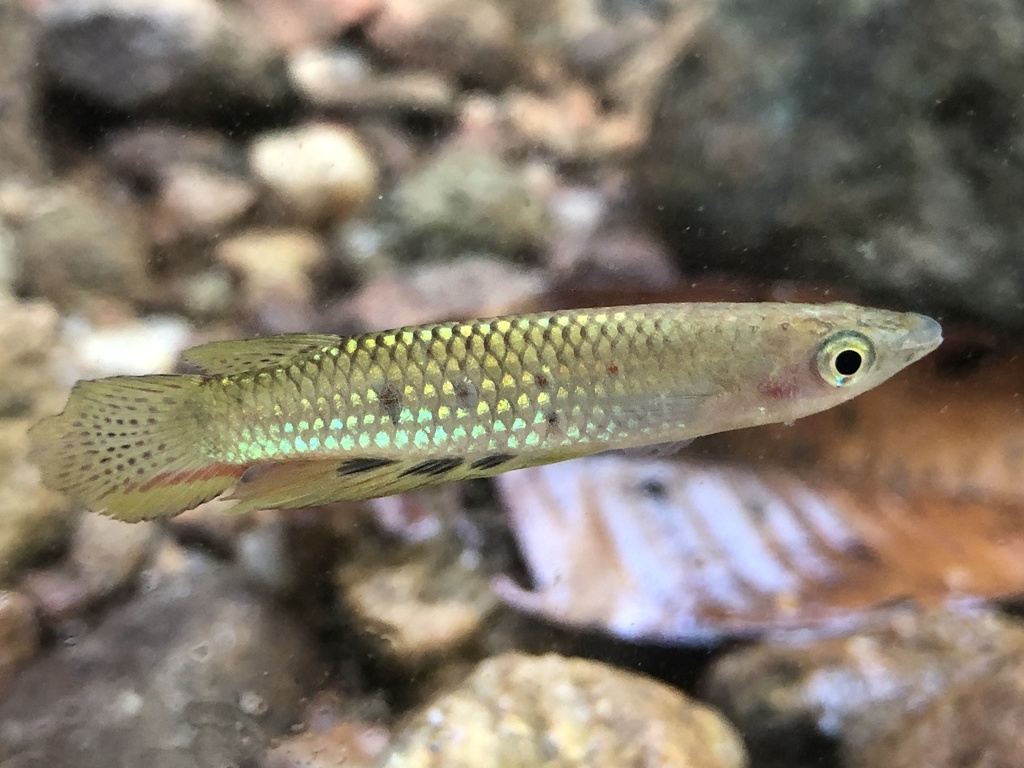 Panchax de Day (Aplocheilus dayi)
