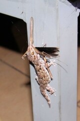 Chondrodactylus turneri