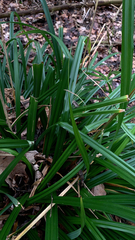 Carex pendula