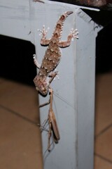 Chondrodactylus turneri