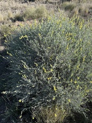 Anthyllis cytisoides