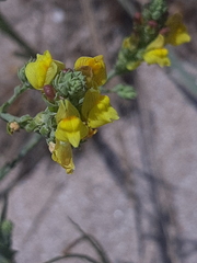 Linaria
