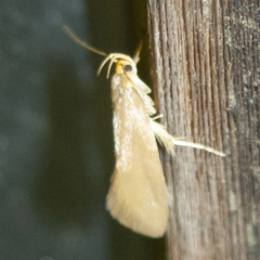 Crassa unitella