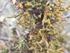 Arceuthobium oxycedri