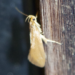 Crassa unitella