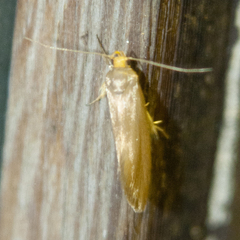 Crassa unitella