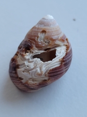 Littorina littorea