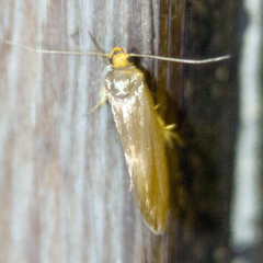Crassa unitella