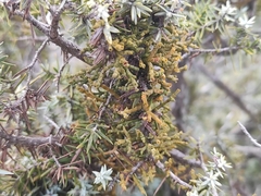 Arceuthobium oxycedri