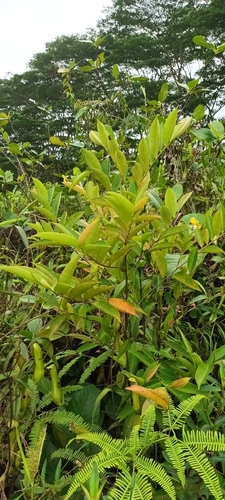 Image of Adinandra dumosa by (c) Samuel Lee, some rights reserved (CC BY)