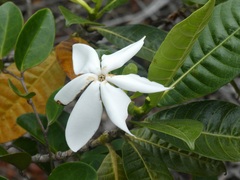 Gardenia aubryi