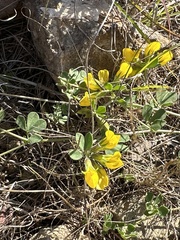 Lotus ornithopodioides