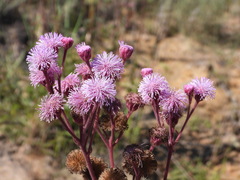 Campuloclinium macrocephalum