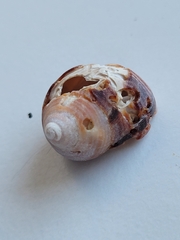 Littorina littorea