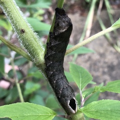 Lintneria eremitus